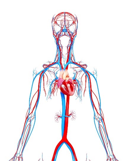 kardiovaskularni_system